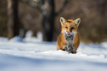 fox hunting squirrels in winter