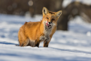 Fototapeta premium fox hunting squirrels in winter