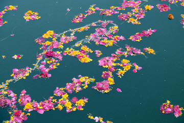 Colourful floral offerings, petals, flowers and garlands, floating in Pushkar Lake, Rajasthan, India 