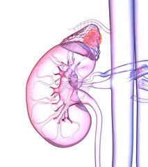 Adrenal glands tumor, colorful medically 3D illustration on white background