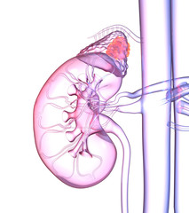 Fototapeta premium Adrenal glands tumor, colorful medically 3D illustration on white background