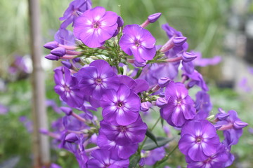 Gartenphlox Phlox subulata Blue Boy Blau Bl&uuml;te Knospe Gartenpflanze Staude Winterhart