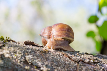 Grape snail (lat. Helix pomatia)