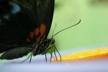 Fototapeta na wymiar butterfly drinks orange juice.
