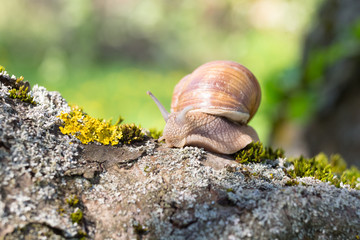 Grape snail (lat. Helix pomatia)