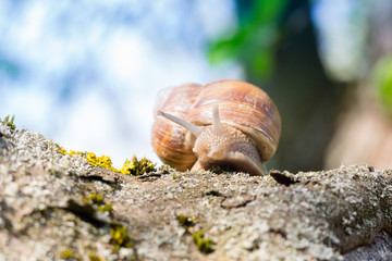 Grape snail (lat. Helix pomatia)