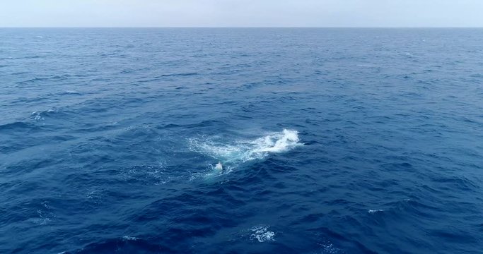 Humpback whale traveling alone decides to go belly up and displays a calming and majestic backstroke while migrating in South Africa