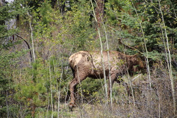 Elk Going Into The Forest, Jasper National Park, Alberta