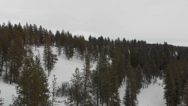 Drone shot above a snoy hill covered in Ponderosa trees in Eastern Washington near the Palouse