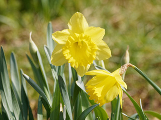 Gros plan sur des Narcisses ou Jonquilles jaunes (Narcissus pseudonarcissus), appelés Narcisses trompette dont les fleurs solitaires présentent des tépales en étoile jaune clair autour d'une couronne