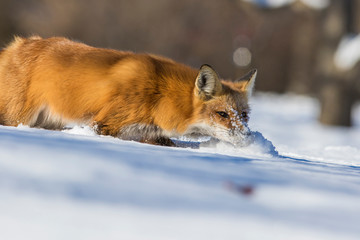 fox hunting squirrels in winter