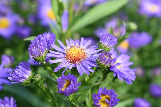 Glattblattaster Aster vobi belgii Sch&ouml;ne von Dietlikon Lila Gelb Gartenpflanze Blau winterhart Stuade