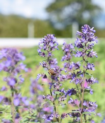 Katzenminze Nepeta Bienenpflanze Katzenpflanze Gartenpflanze Staude winterhart Insekt Biene