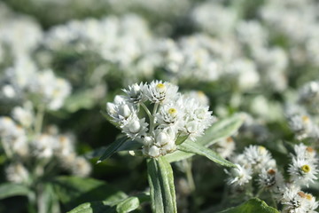 Kleinblütige Strohblume Helichrysum Trockenblume Gartenpflanze Staude winterhart Insekt Biene Wespe Nektarpflanze weiß
