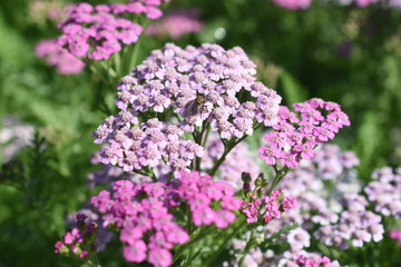 Obraz premium Schafgarbe Achillea Lilac Beauty Gartenpflanze Staude winterhart rosa
