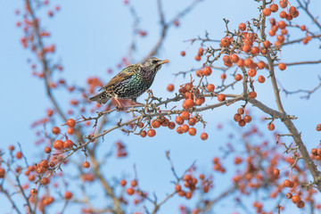 European starling in winter