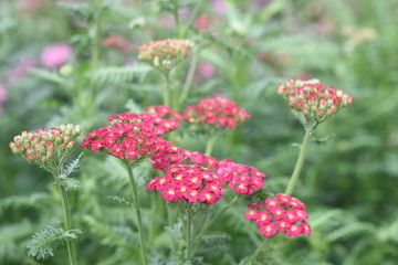 Schafgarbe Achillea Gartenpflanze Staude winterhart rot Red Velvet © Tanya