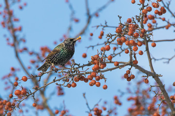 European starling in winter