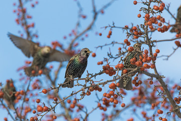 European starling in winter