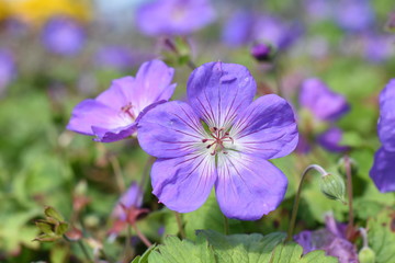 Obraz premium Storchschnabel Geranium Rozanne Biene Insekt Staude Gartenpflanze winterhart Sommerblüher blau