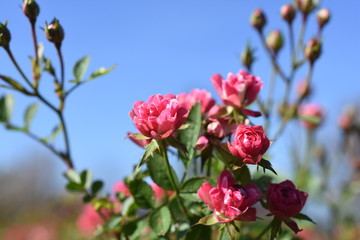 Obraz na płótnie Canvas Zwergrose Rosea Gartenpflanze winterhart Lillyfee Rosa Knospe Blüte 