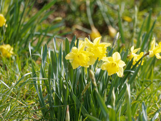 Fleurs de printemps. Les narcisses ou jonquilles jaune solitaires au sommet de tiges (Narcissus...