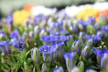 Echter Enzian Gentiana Alpenpflanze Staude winterhart Gartnepflanze Blau Blüte 