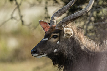 A horizontal portrait in color of a Nyala (Tragelaphus angasii)