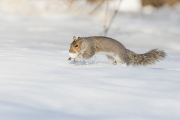 Eastern grey squirrel in winter