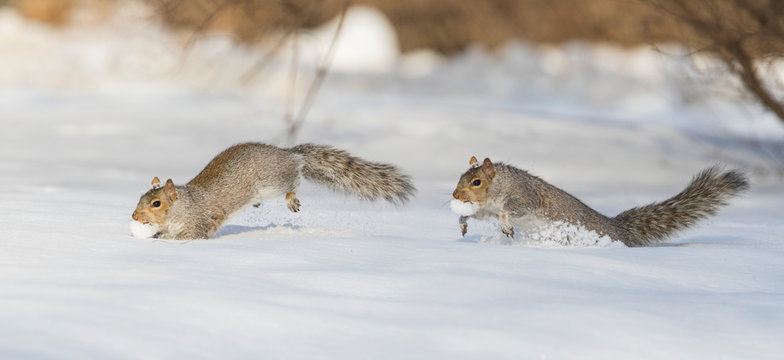 Eastern grey squirrel in winter