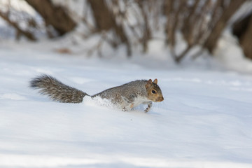 Eastern grey squirrel in winter