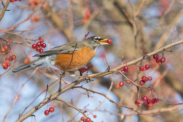 American Robin in winter