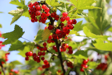 berries of red currant on branch