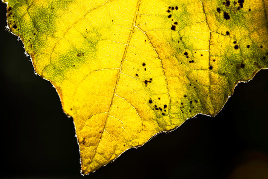Autumn