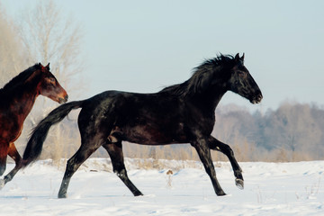Fototapeta na wymiar A herd of horses running in the snow field