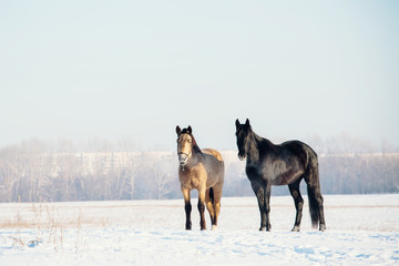 Fototapeta na wymiar A herd of horses running in the snow field