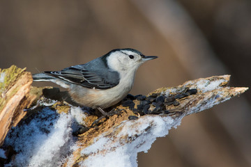 White-breasted Nuthatch in winter