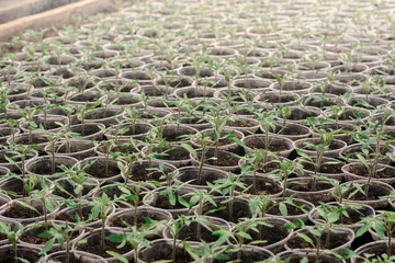 seedling of tomato in seedling tray ready to transplant in the field 