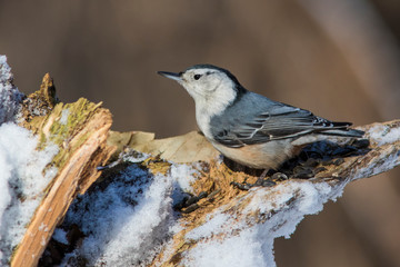 White-breasted Nuthatch in winter