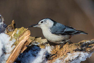 White-breasted Nuthatch in winter