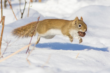 American red squirrel in winter