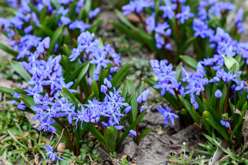 blue early spring flowers scilla bifolia.  