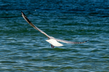 seagull is flying over the sea