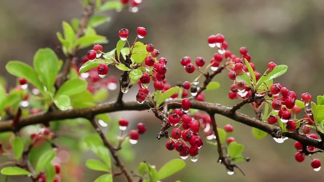 Cotoneaster red winterberries hanging on a branch on a rainy day