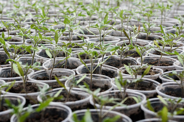 seedling of tomato in seedling tray ready to transplant in the field 