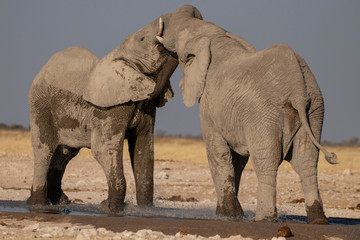 Fototapeta premium Elephant