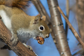 American red squirrel in winter