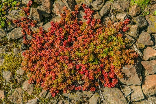 Red and green colored evergreen plant, white stonecrop, known as a coral carpet, growing on rocks on a spring sunny day, top view