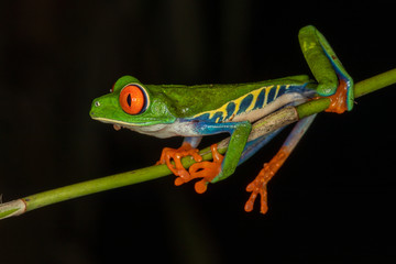 Red-eyed tree frog at night