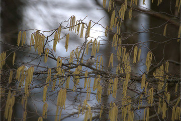 Weidenmeise im Haselnuss Strauch